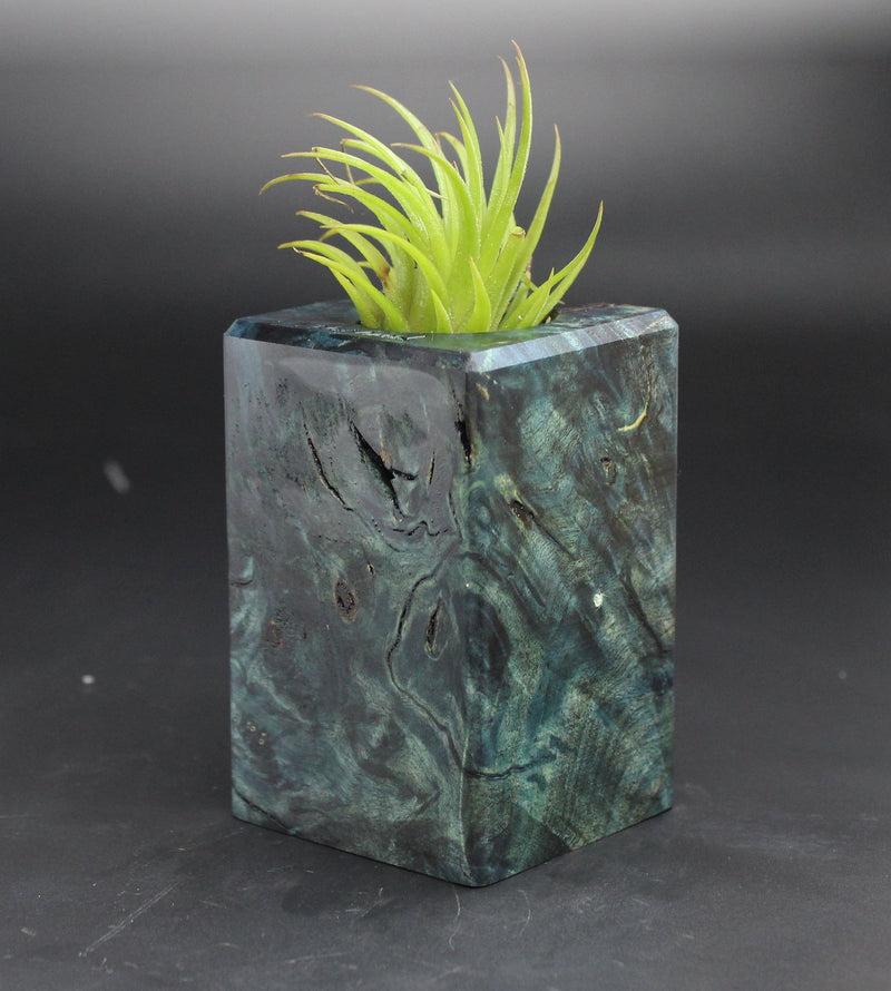 Wood Burl  Air Plant Holder - Cheri (Black & White, 702020)