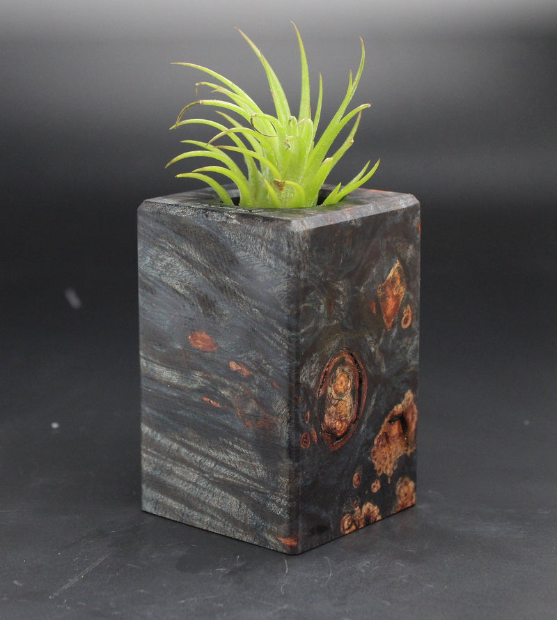 Wood Burl  Air Plant Holder - Grayson (Black & White, 702021)