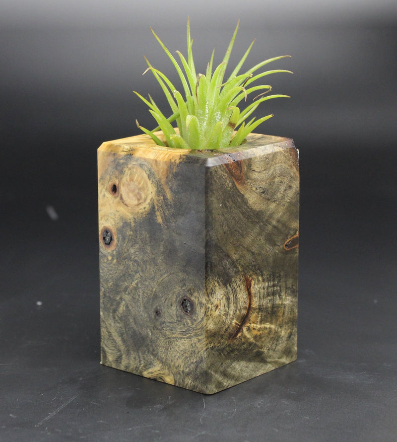 Wood Burl  Air Plant Holder - Leticia (Black & White, 702022)