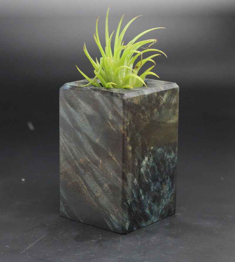 Wood Burl  Air Plant Holder - Drake (Black & White, 702023)
