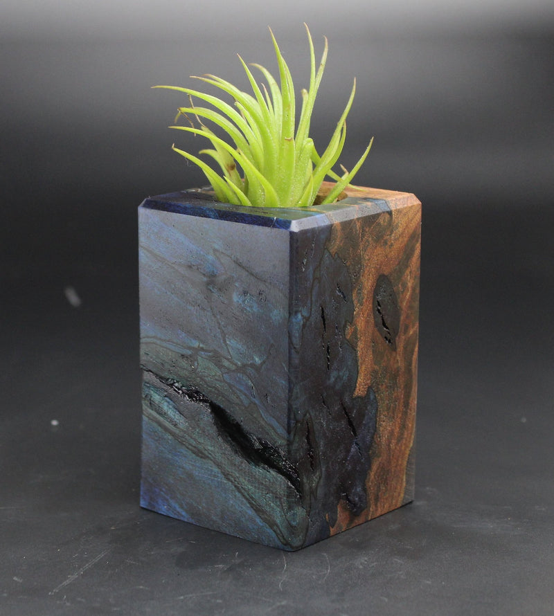 Wood Burl  Air Plant Holder - Joaquin (Black & White, 702024)
