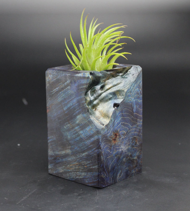 Wood Burl  Air Plant Holder - George (Black & White, 702025)