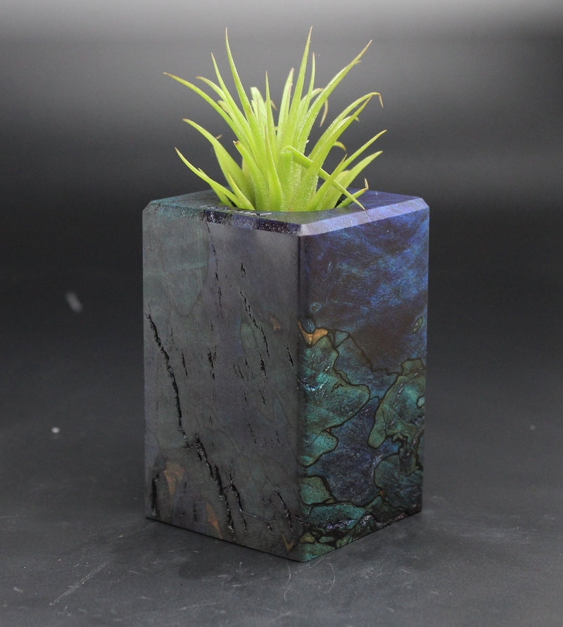 Wood Burl  Air Plant Holder - Gianna (Black & White, 702026)
