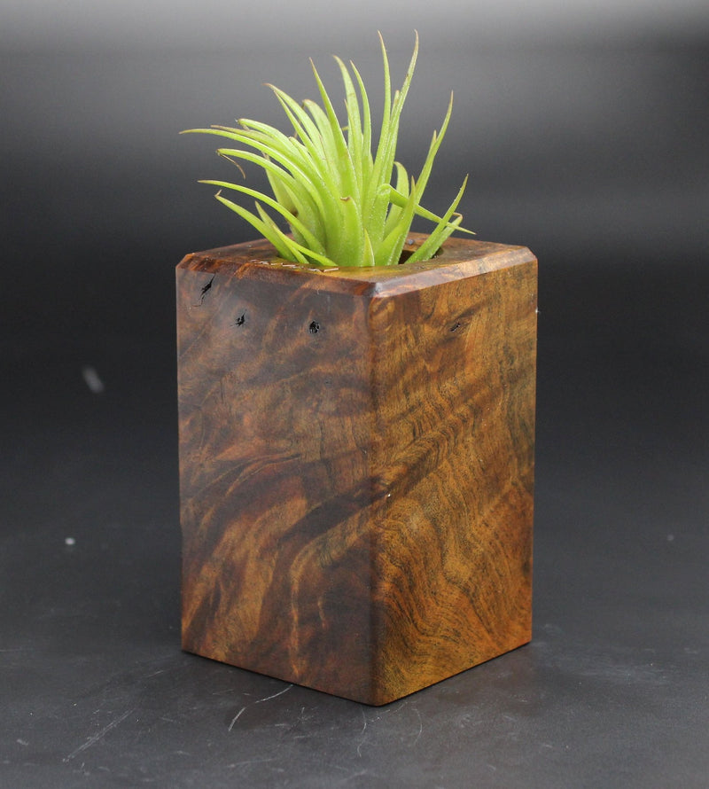 Wood Burl  Air Plant Holder - Juanita (Black & White, 702027)