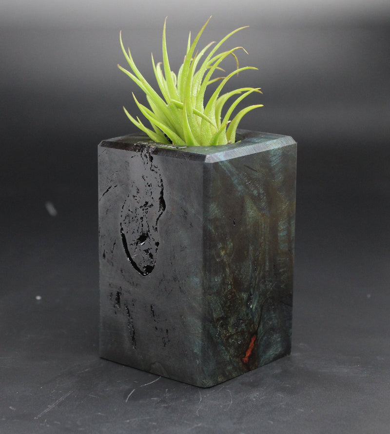 Wood Burl  Air Plant Holder - Eddie (Black & White, 702028)