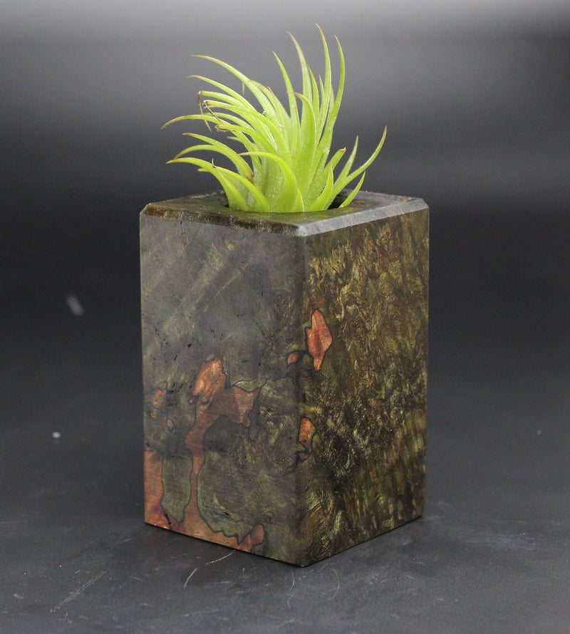 Wood Burl  Air Plant Holder - Daniella (Black & White, 702029)