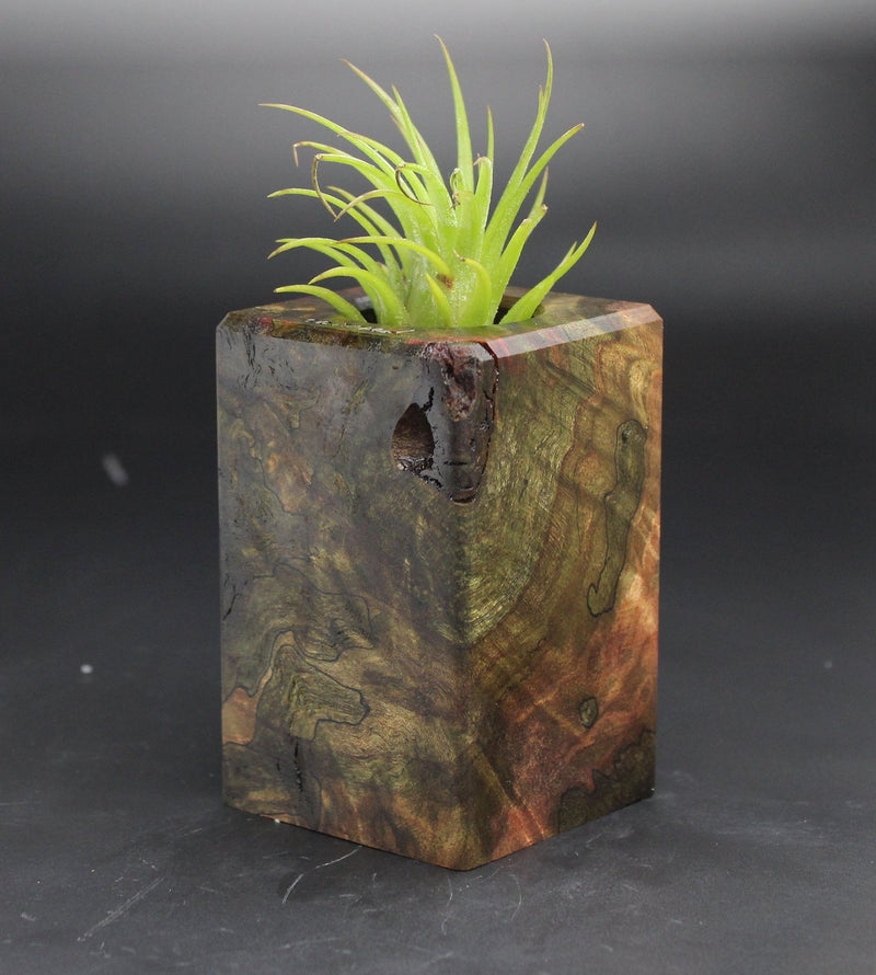 Wood Burl  Air Plant Holder - Teagan (Black & White, 702030)
