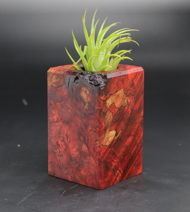 Wood Burl  Air Plant Holder - Mae (Black & White, 702031)