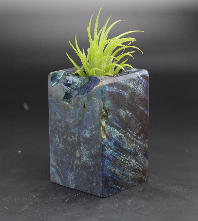 Wood Burl  Air Plant Holder - Heidi (Black & White, 702032)
