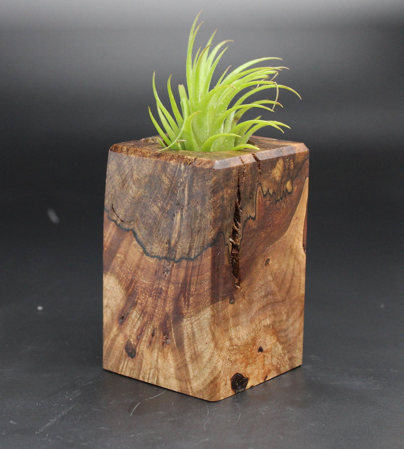 Wood Burl  Air Plant Holder - Eugene (Black & White, 702033)