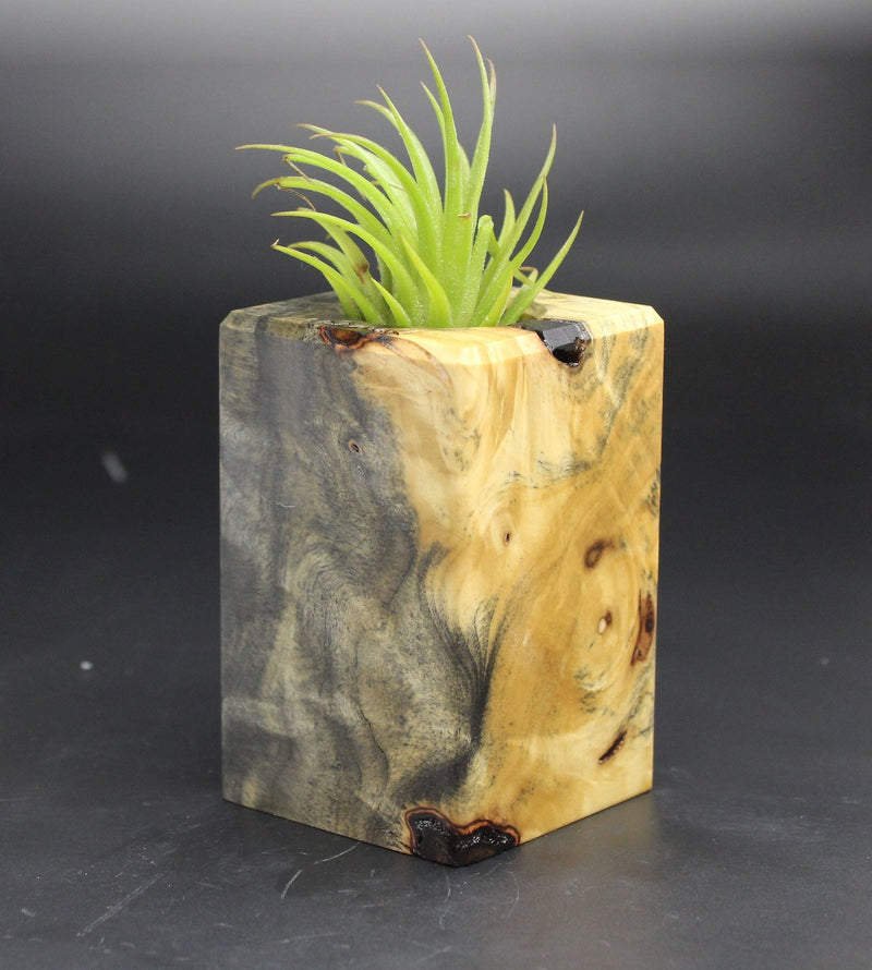 Wood Burl  Air Plant Holder - Mae (Black & White, 702034)