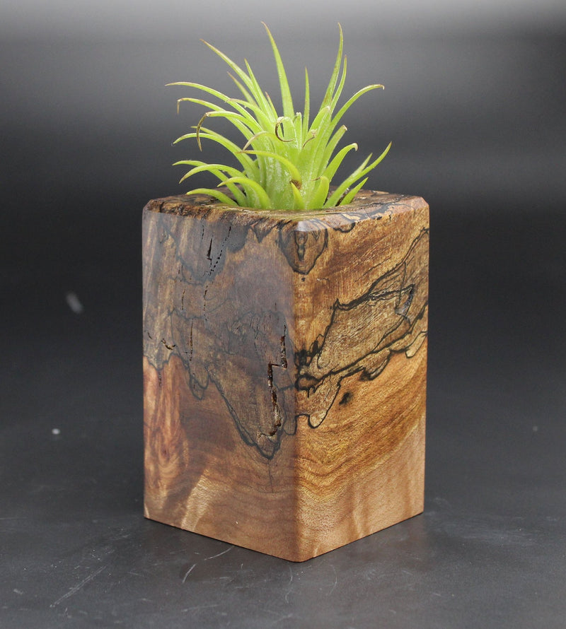 Wood Burl  Air Plant Holder - Jarrod (Black & White, 702035)