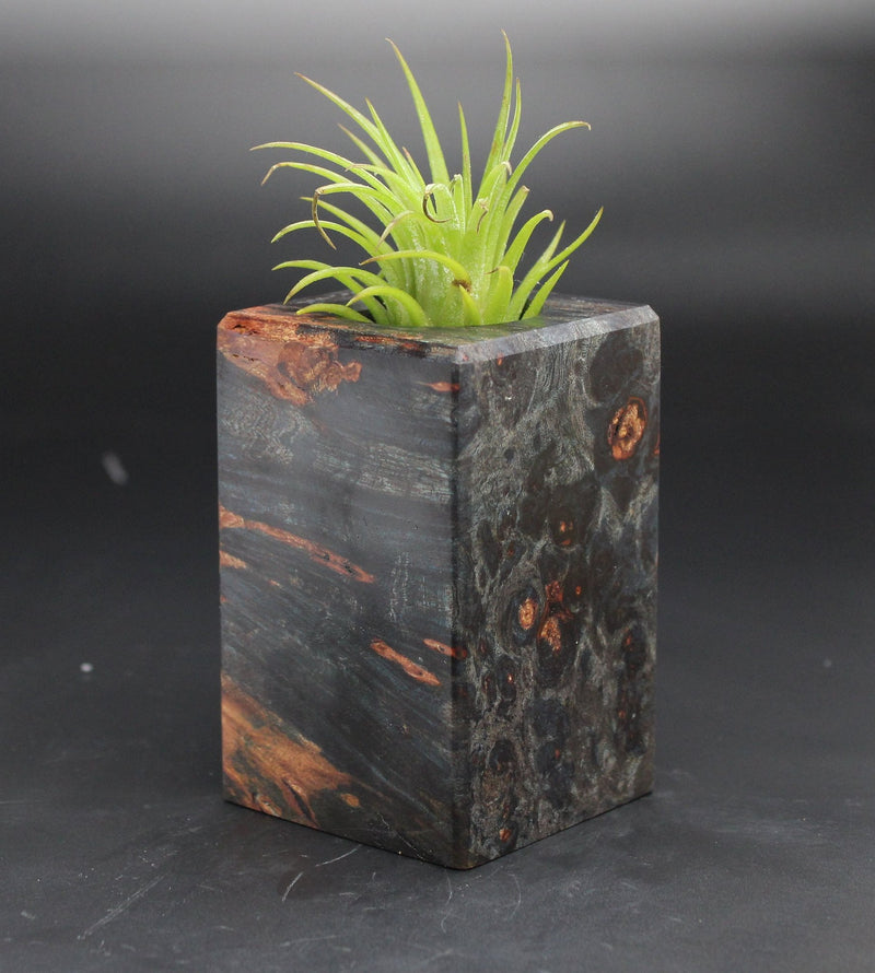 Wood Burl  Air Plant Holder - Sidney (Black & White, 702036)