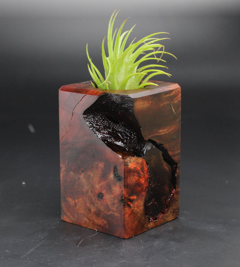 Wood Burl  Air Plant Holder - Devin (Black & White, 702037)