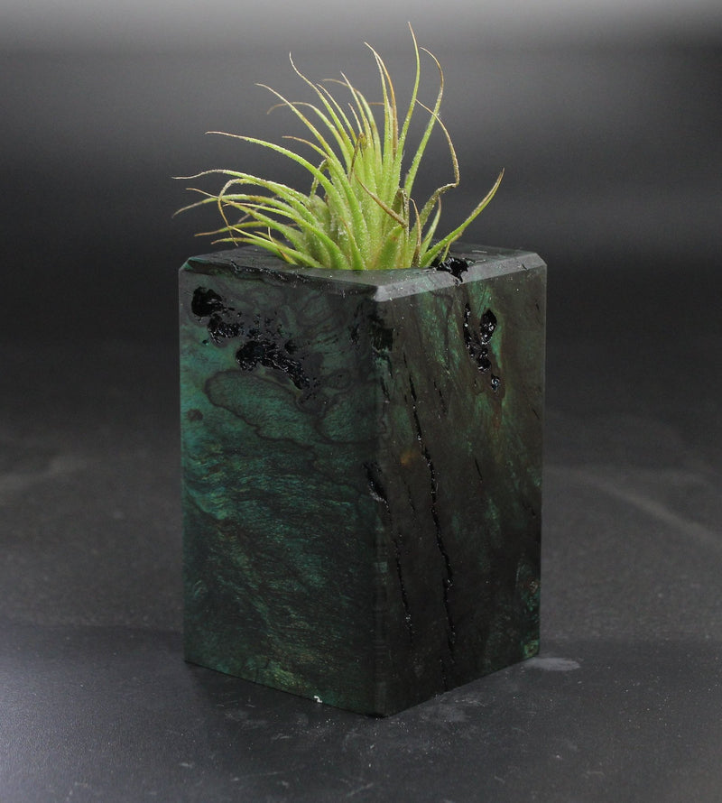Wood Burl  Air Plant Holder - Ted (Wood Burl, 703536)
