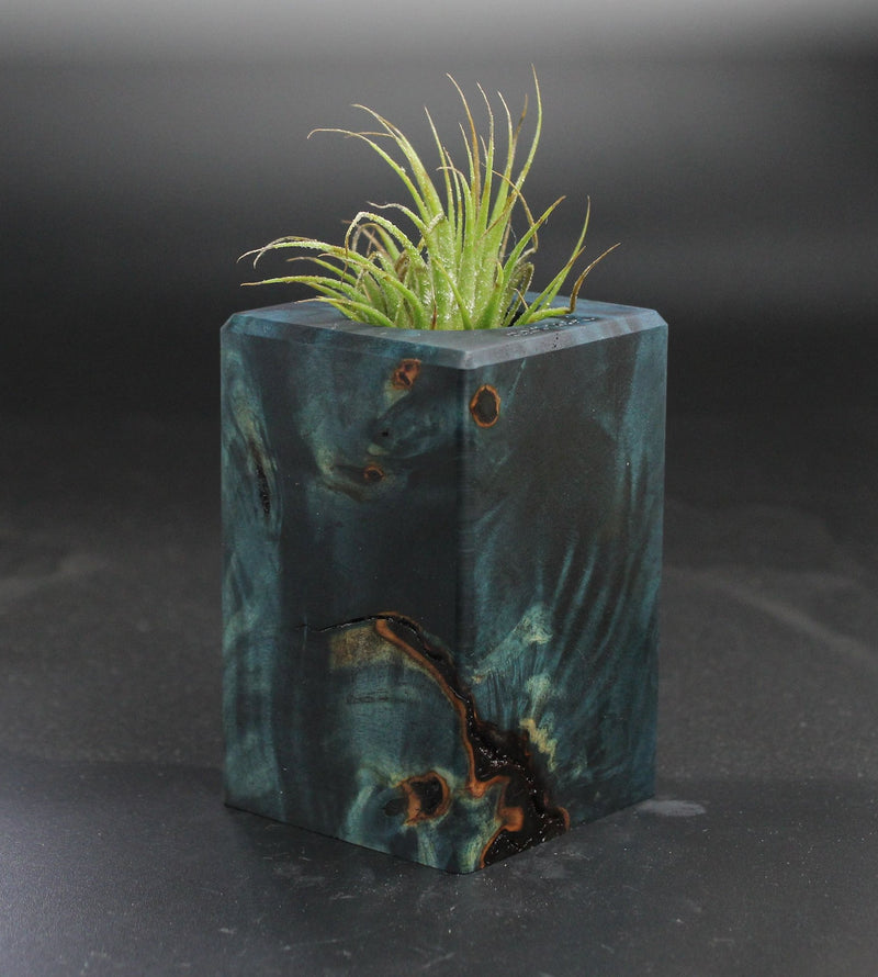 Wood Burl  Air Plant Holder - Rebecca (Wood Burl, 703537)