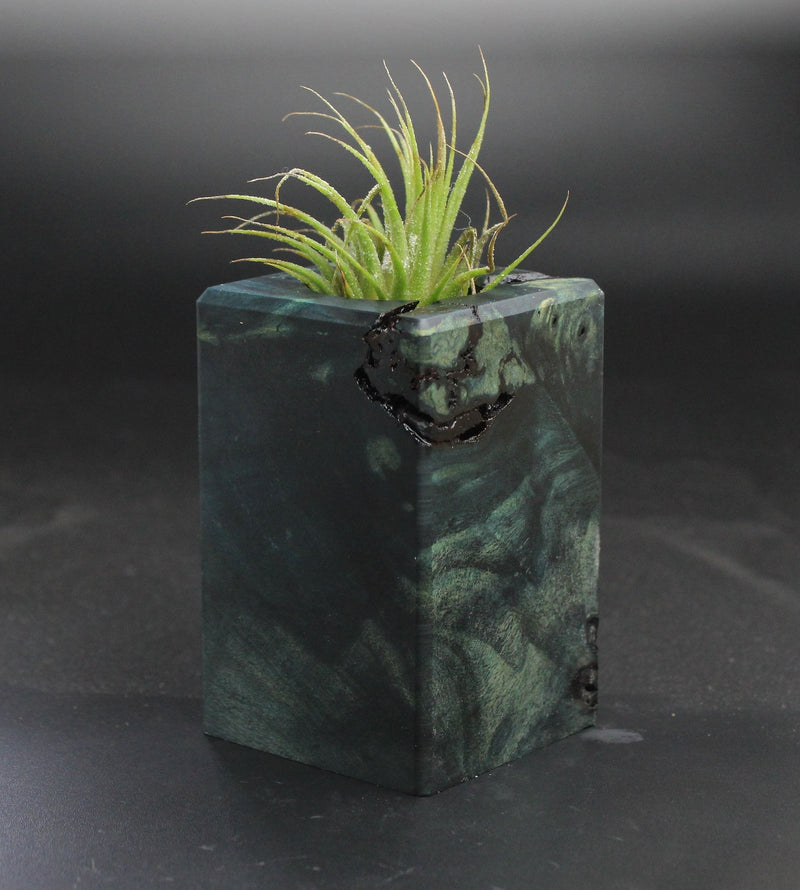 Wood Burl  Air Plant Holder - Adonis (Wood Burl, 703538)