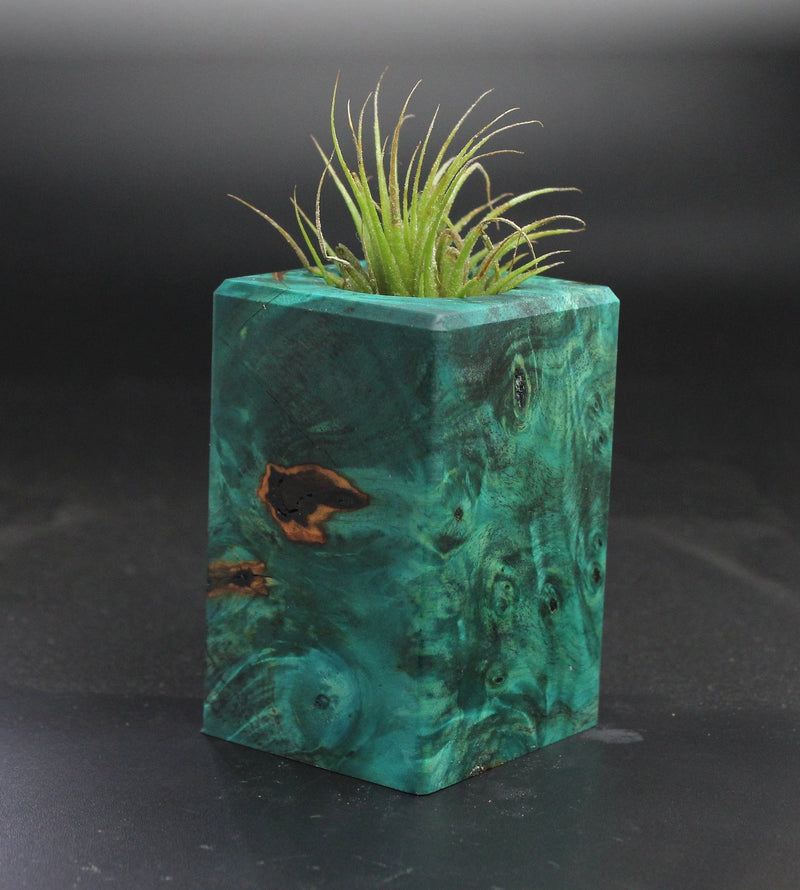 Wood Burl  Air Plant Holder - Lucas (Wood Burl, 703539)