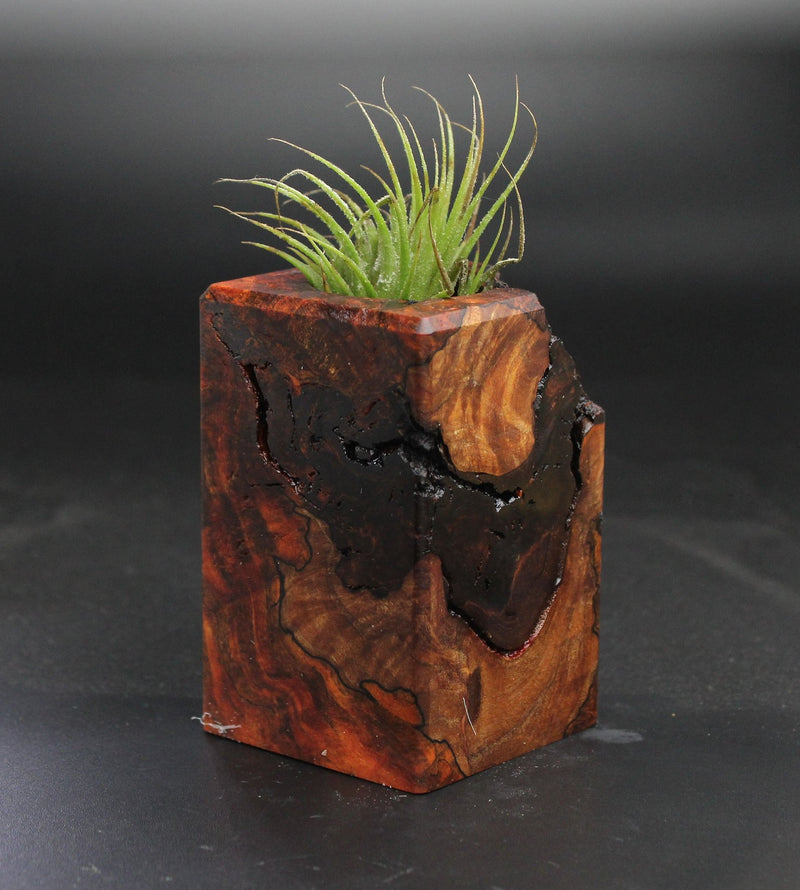 Wood Burl  Air Plant Holder - Lizbeth (Wood Burl, 703540)