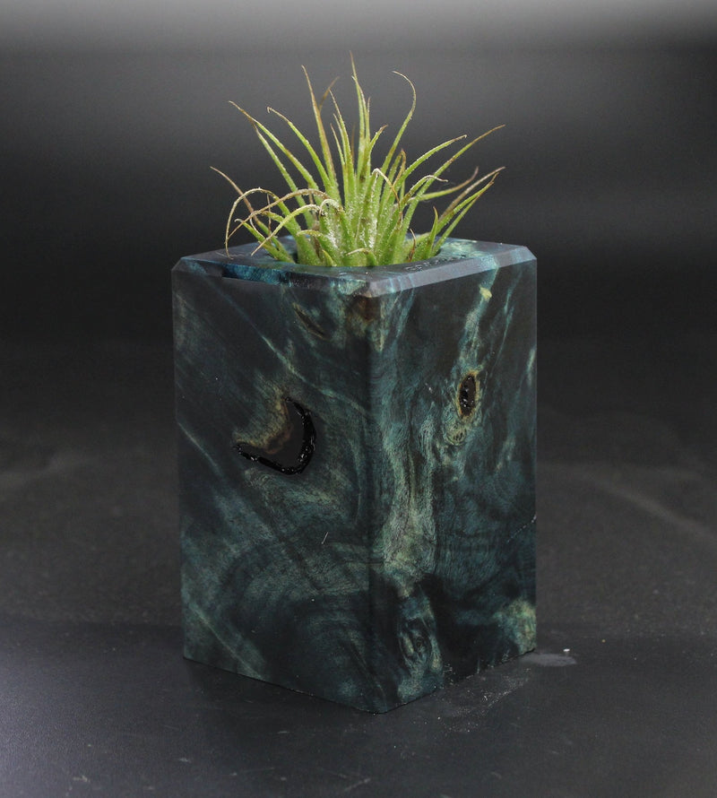 Wood Burl  Air Plant Holder - Wilbur (Wood Burl, 703541)