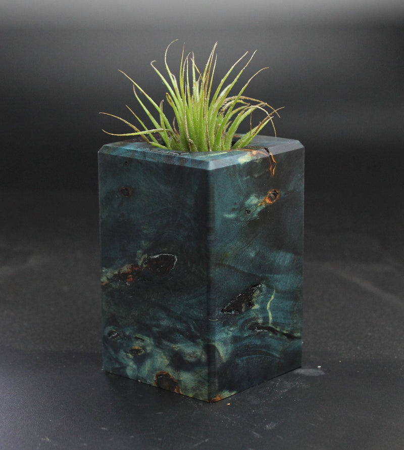 Wood Burl  Air Plant Holder - Baylee (Wood Burl, 703542)