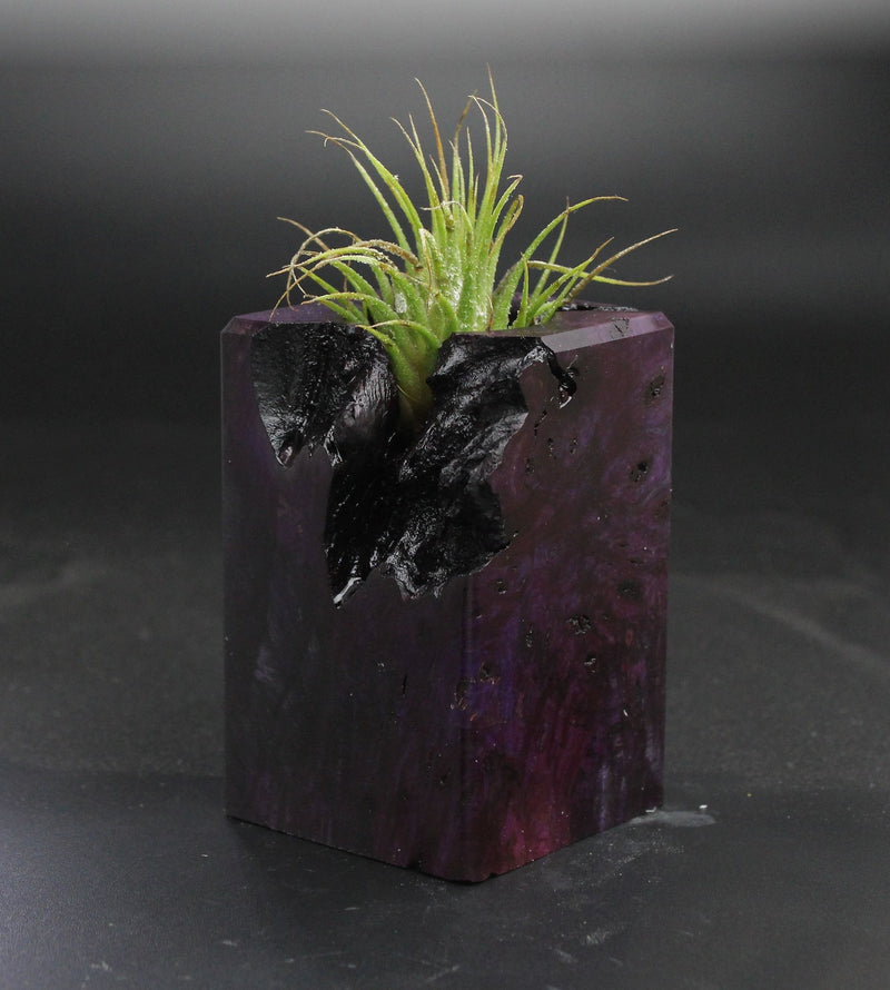 Wood Burl  Air Plant Holder - Sara (Wood Burl, 703543)