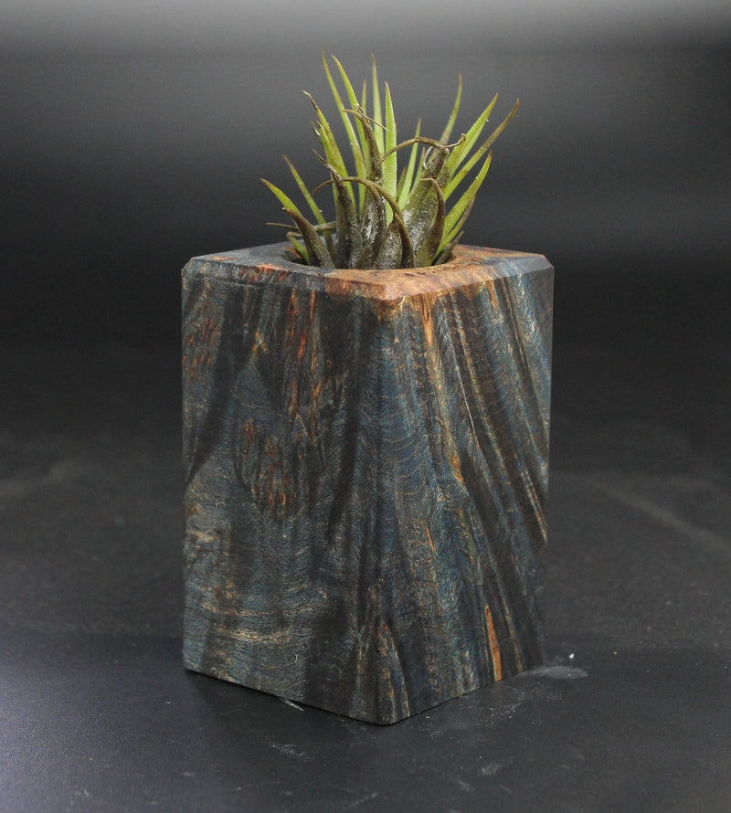 Wood Burl  Air Plant Holder - Alaya (Wood Burl, 703544)