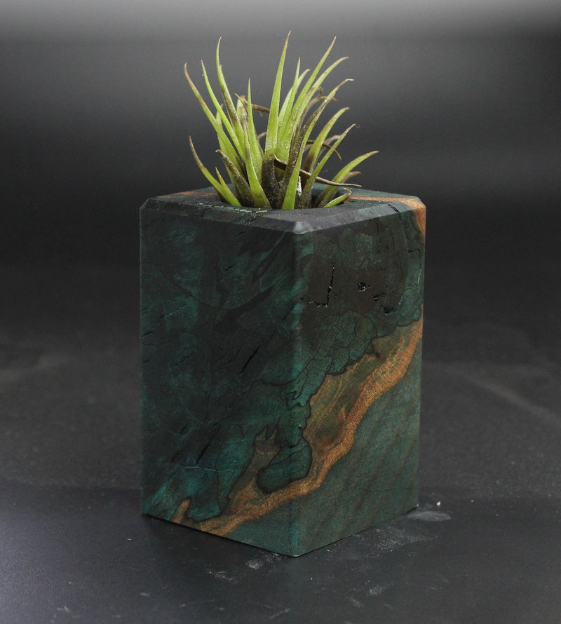 Wood Burl  Air Plant Holder - Kadence (Wood Burl, 703545)