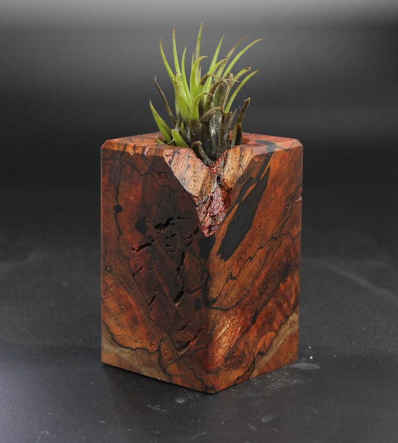 Wood Burl  Air Plant Holder - Brandon (Wood Burl, 703547)