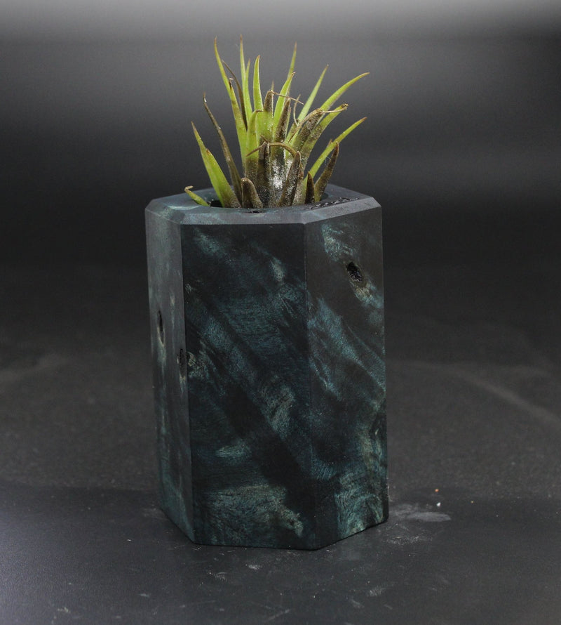 Wood Burl  Air Plant Holder - Jermaine (Wood Burl, 703548)
