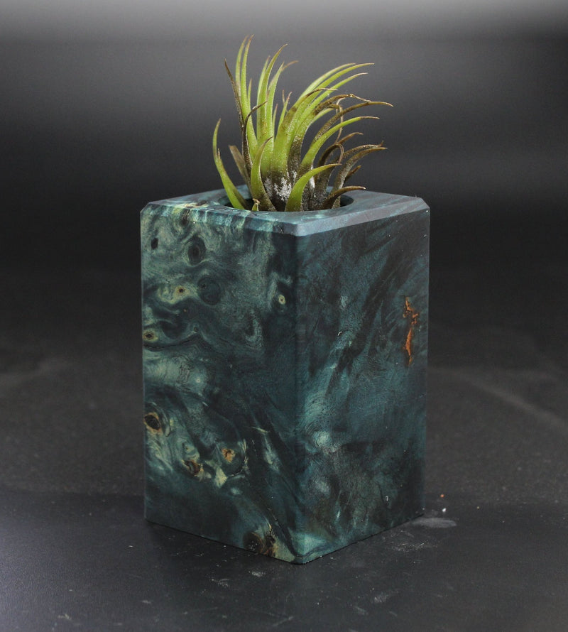 Wood Burl  Air Plant Holder - Kellen (Wood Burl, 703549)