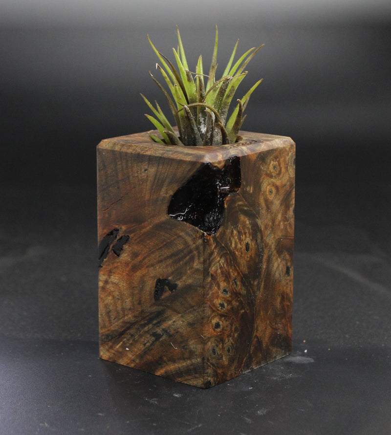 Wood Burl  Air Plant Holder - Joy (Wood Burl, 703550)