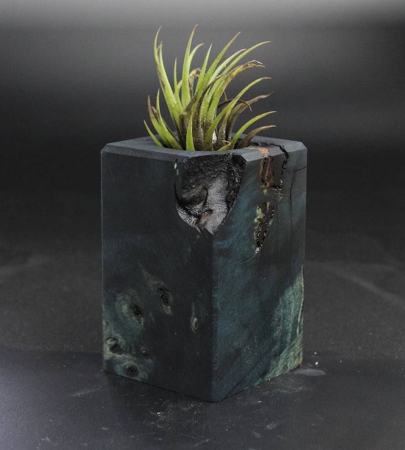 Wood Burl  Air Plant Holder - Kennedi (Wood Burl, 703551)