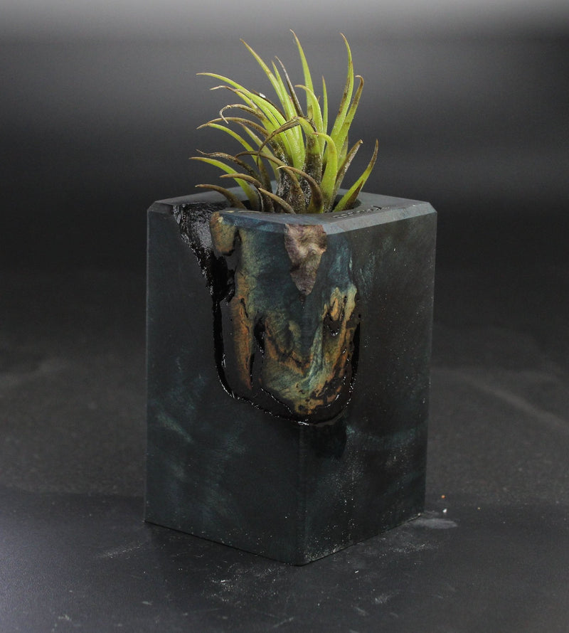 Wood Burl  Air Plant Holder - Chase (Wood Burl, 703552)