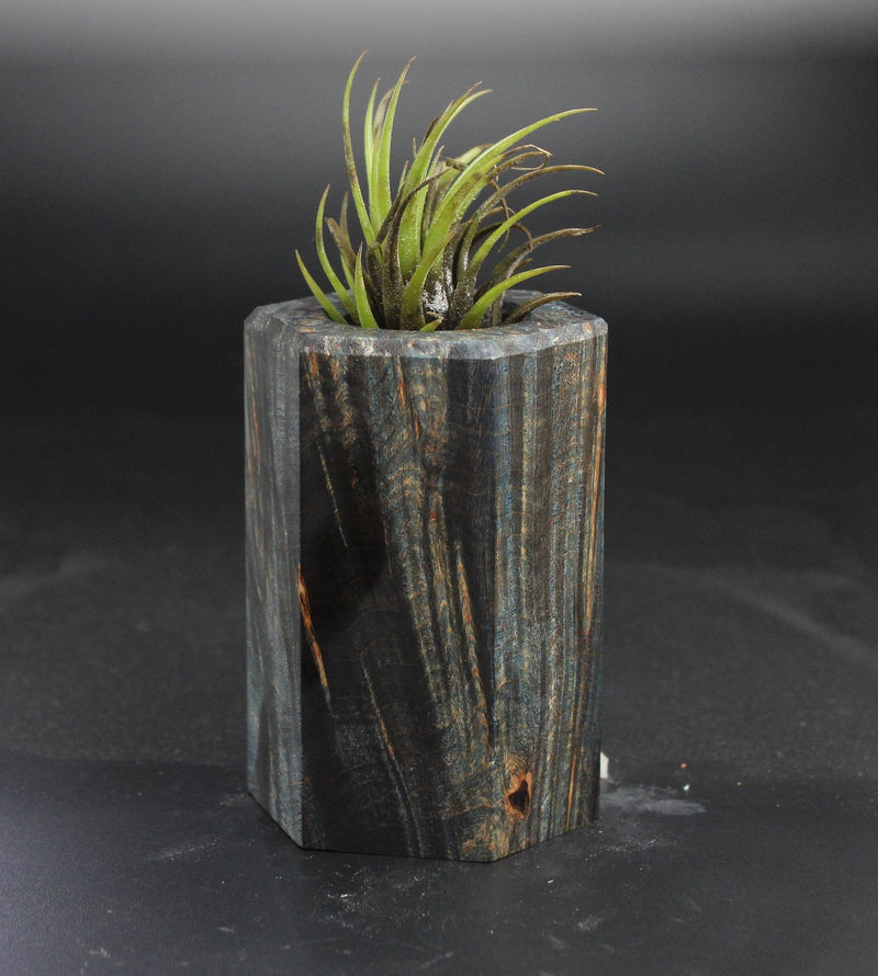 Wood Burl  Air Plant Holder - Willie (Wood Burl, 703553)