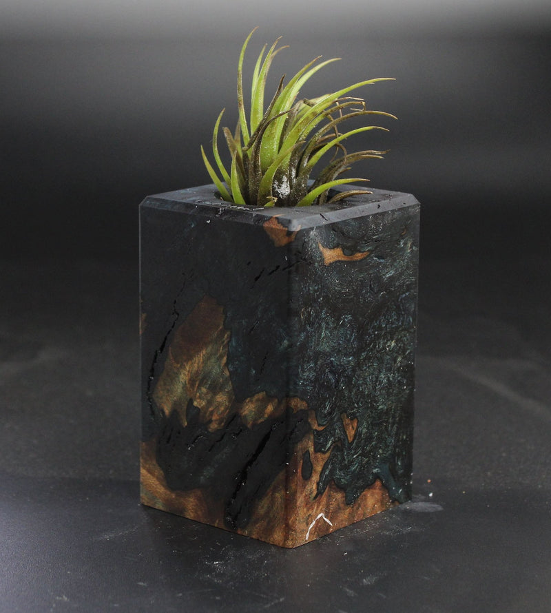 Wood Burl  Air Plant Holder - Ramona (Wood Burl, 703554)