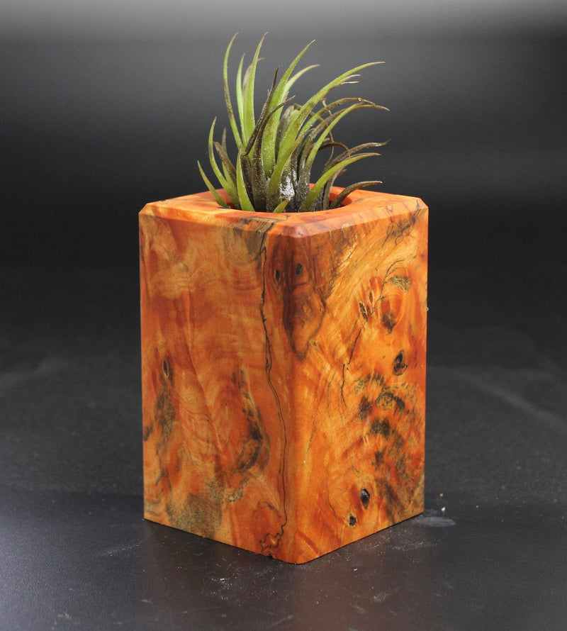 Wood Burl  Air Plant Holder - Liliana (Wood Burl, 703556)
