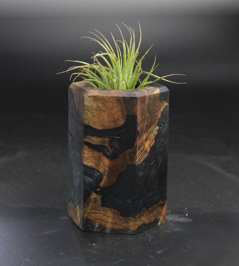 Wood Burl  Air Plant Holder - Nikolas (Wood Burl, 703557)