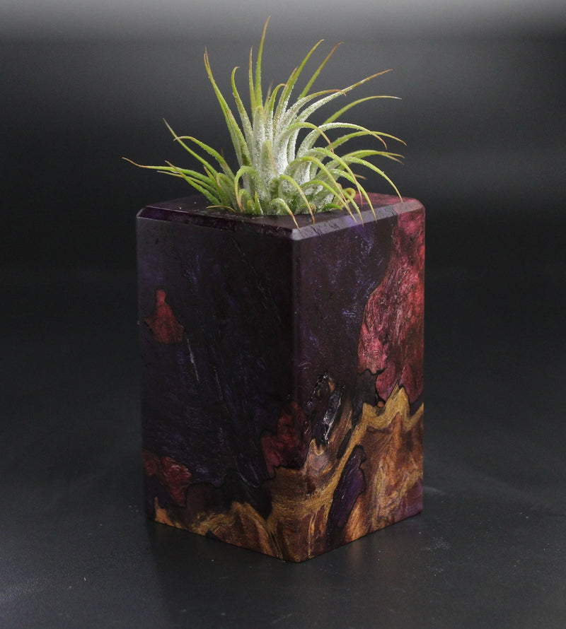 Wood Burl  Air Plant Holder - Marie (Wood Burl, 704478)