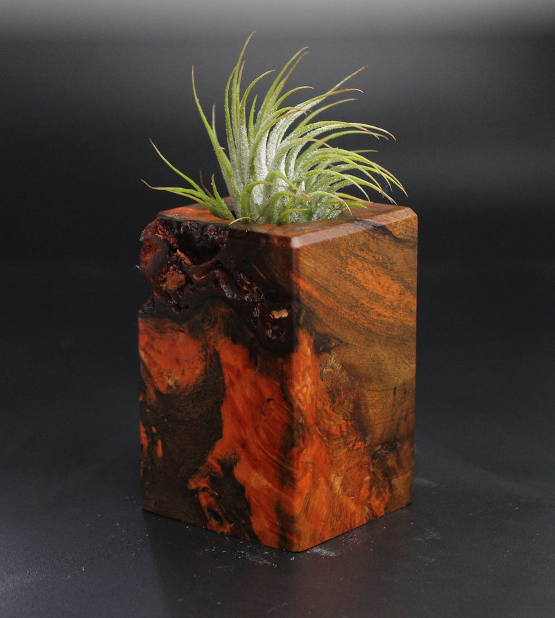 Wood Burl  Air Plant Holder - Eric (Wood Burl, 704479)