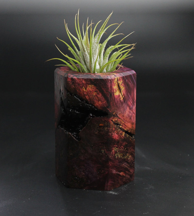 Wood Burl  Air Plant Holder - Lillian (Wood Burl, 704480)