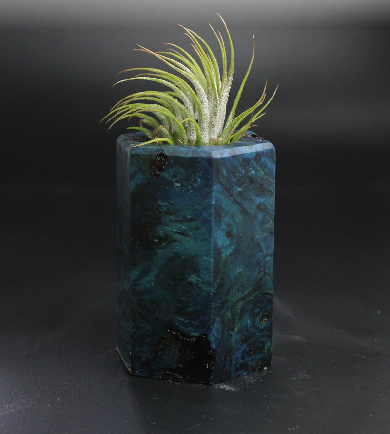 Wood Burl  Air Plant Holder - Kairo (Wood Burl, 704481)