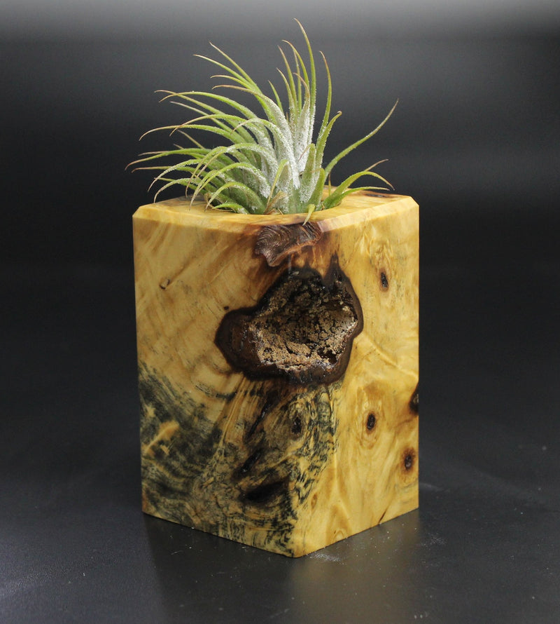 Wood Burl  Air Plant Holder - Yesenia (Wood Burl, 704482)