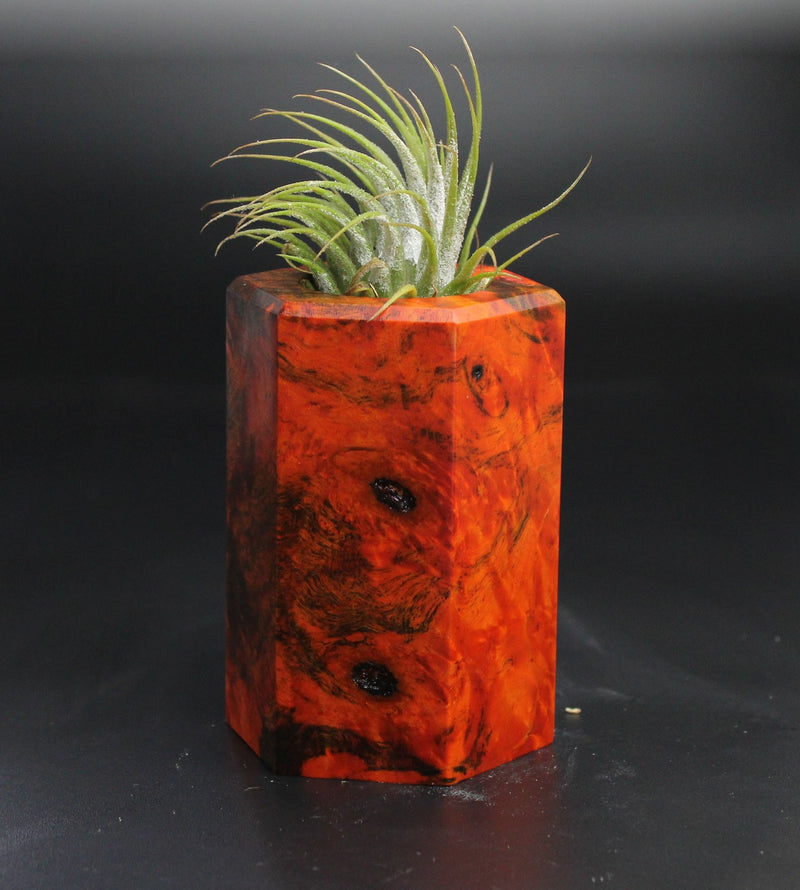 Wood Burl  Air Plant Holder - Margaret (Wood Burl, 704483)