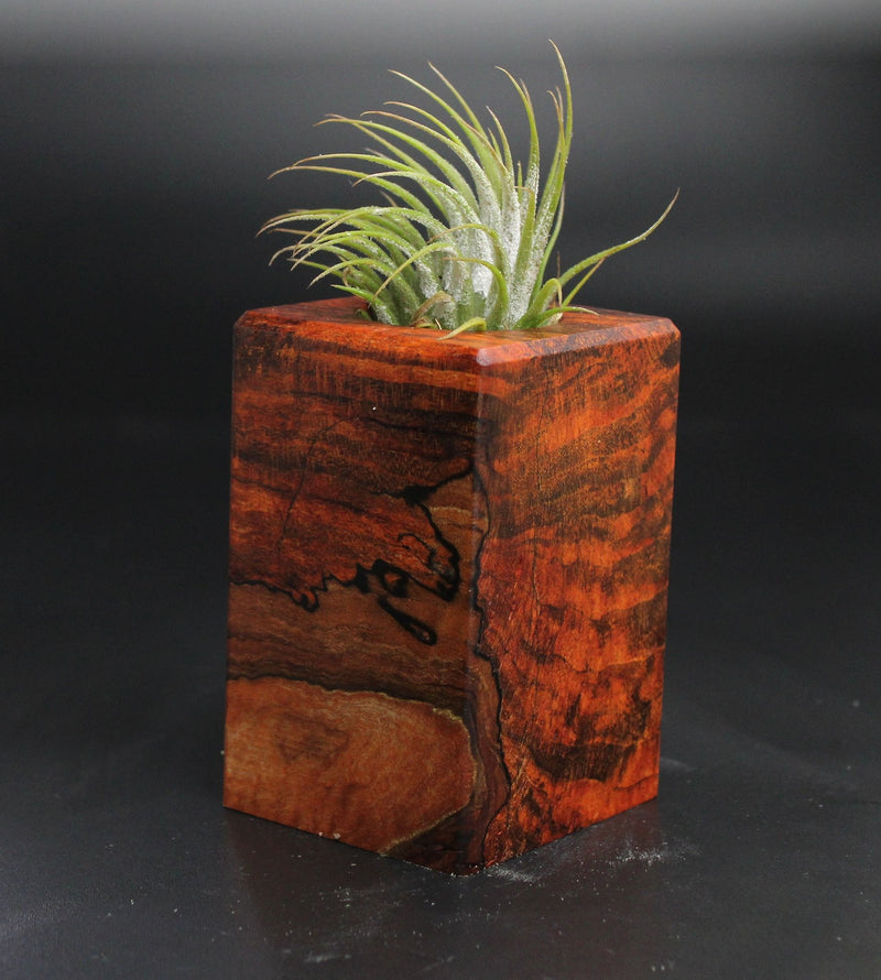 Wood Burl  Air Plant Holder - Ginger (Wood Burl, 704484)