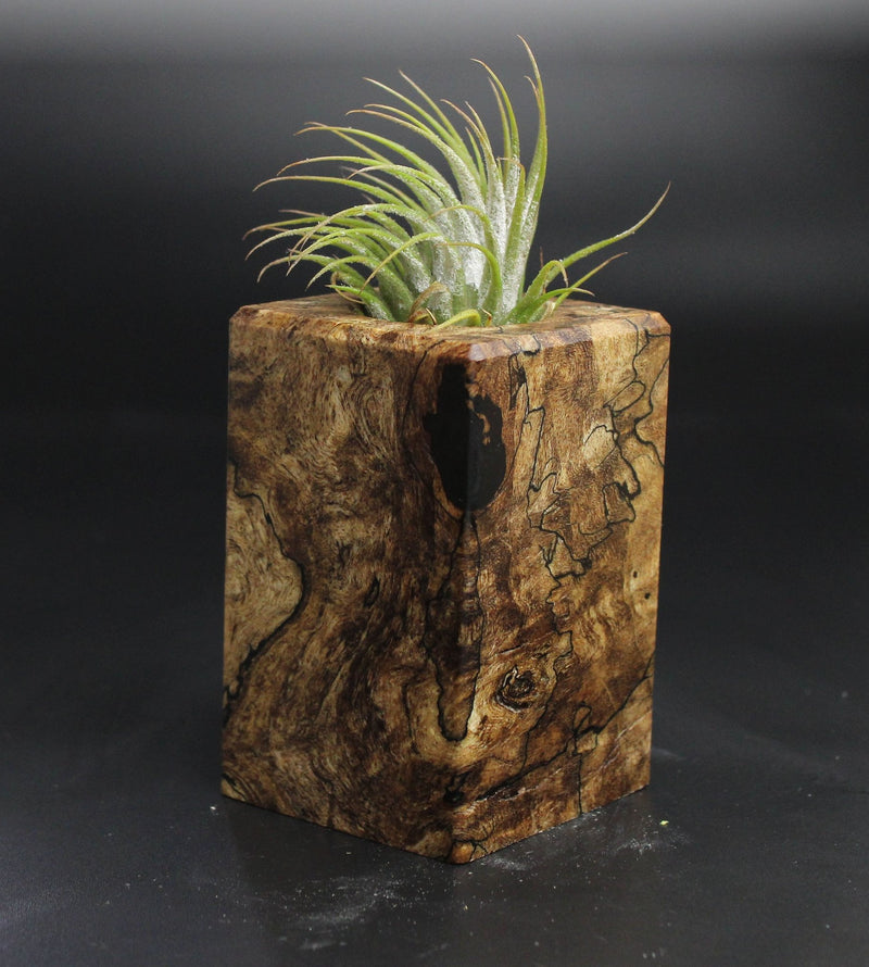 Wood Burl  Air Plant Holder - Charity (Wood Burl, 704485)
