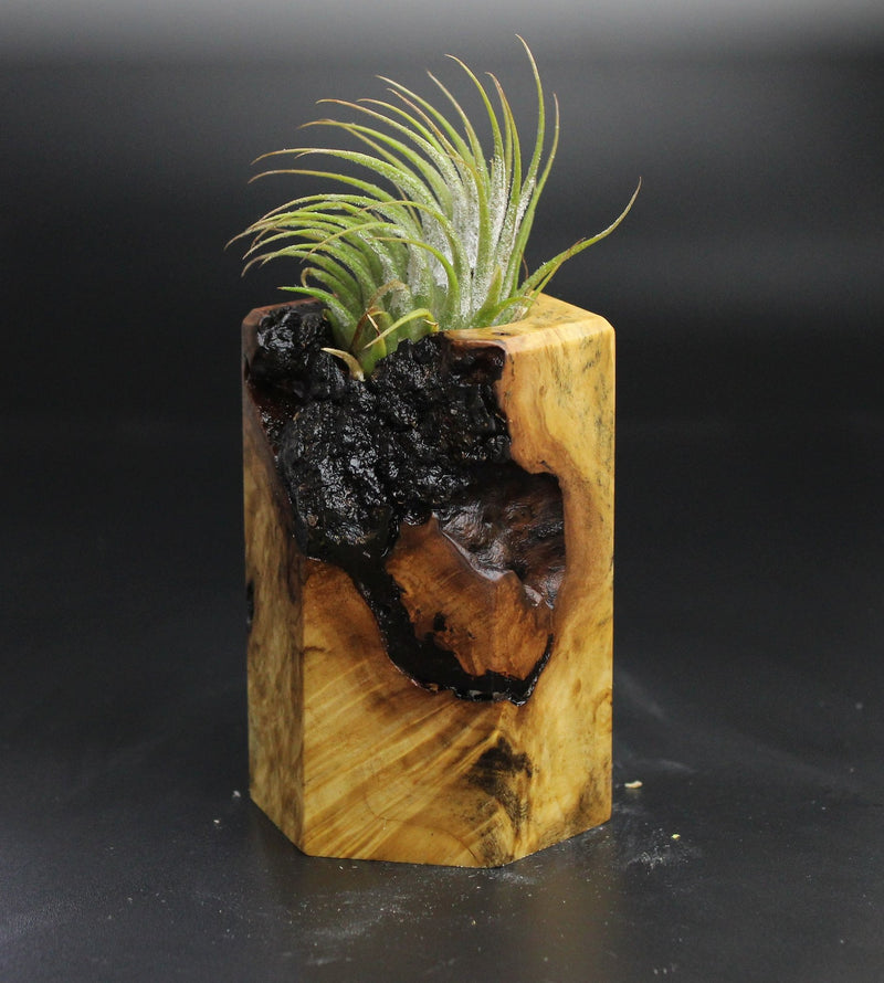 Wood Burl  Air Plant Holder - Gemma (Wood Burl, 704486)