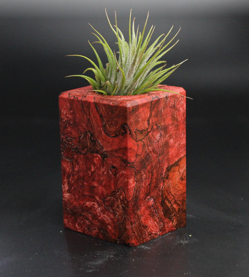 Wood Burl  Air Plant Holder - Morgan (Wood Burl, 704487)