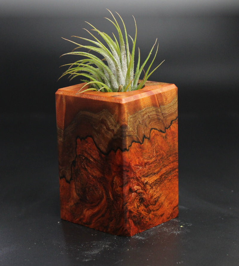 Wood Burl  Air Plant Holder - Seth (Wood Burl, 704488)