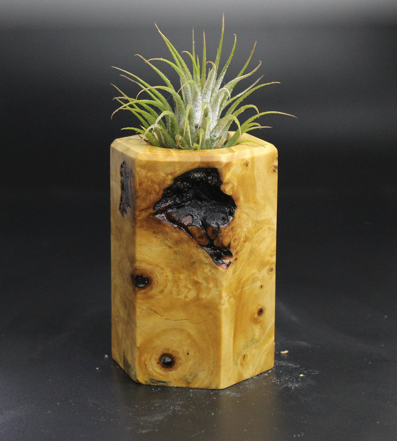 Wood Burl  Air Plant Holder - Ramon (Wood Burl, 704489)